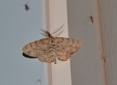 Ectropis crepuscularia