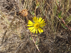 Grindelia stricta angustifolia