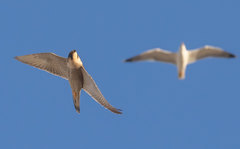 Falco peregrinus brookei