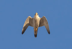 Falco peregrinus brookei