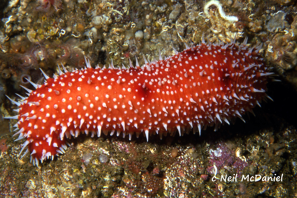 White-Knobbed Sea Cucumber