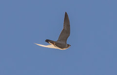 Falco peregrinus brookei