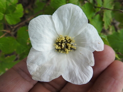 Rubus neomexicanus
