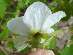 Rubus neomexicanus