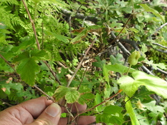 Rubus neomexicanus