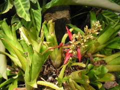 Aechmea mertensii