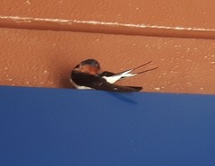 Hirundo rustica