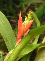 Aechmea mertensii