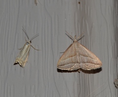 Macrochilo absorptalis