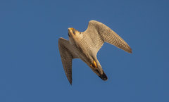 Falco peregrinus brookei