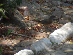 Turdus rufopalliatus graysoni