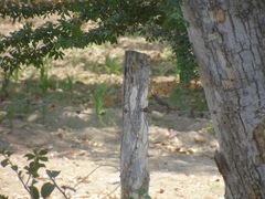 Setophaga pitiayumi insularis