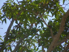 Amazona oratrix tresmariae
