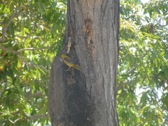 Icterus pustulatus graysonii