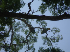 Amazona oratrix tresmariae
