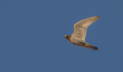 Falco peregrinus brookei