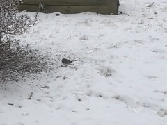 Junco hyemalis