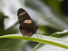 Heliconius wallacei