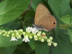 Anthene emolus goberus