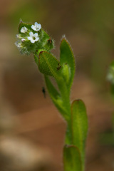 Myosotis verna