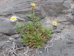 Image of Argyranthemum lidii