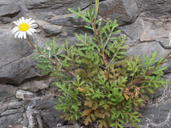 Argyranthemum lidii image