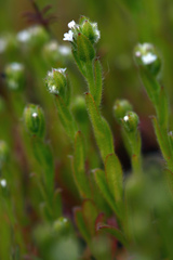 Myosotis verna