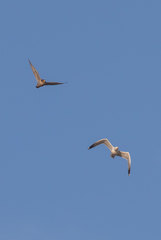 Falco peregrinus brookei