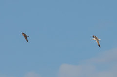 Falco peregrinus brookei