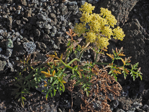 Rutheopsis tortuosa image