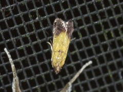 Nephopterix chryserythra