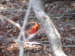 Cardinalis cardinalis mariae