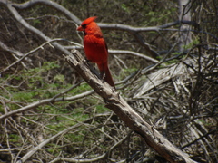 Cardinalis cardinalis mariae