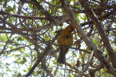 Icterus pustulatus graysonii