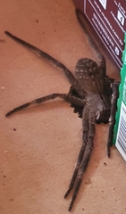 Phoneutria eickstedtae