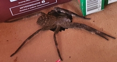 Phoneutria eickstedtae