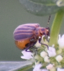 Neolochmaea dilatipennis