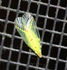 Tropiduchinae