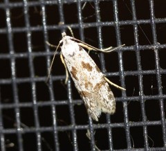 Oxythecta hieroglyphica