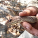 Tres Marías Whip Snake - Photo (c) Guillermo MuñozLacy, some rights reserved (CC BY-NC-ND), uploaded by Guillermo MuñozLacy