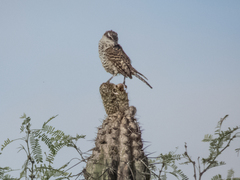 Campylorhynchus jocosus