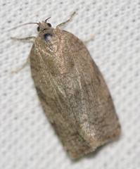 Choristoneura conflictana