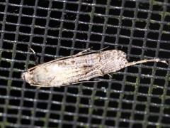 Gerontha acrosthenia