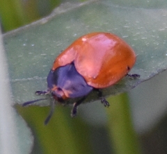 Chelymorpha cribraria