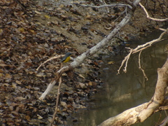 Setophaga pitiayumi insularis
