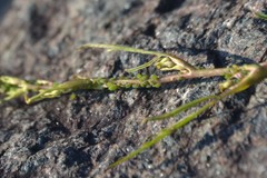 Cavariella aegopodii
