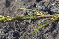 Cavariella aegopodii