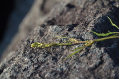 Cavariella aegopodii