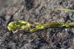 Cavariella aegopodii