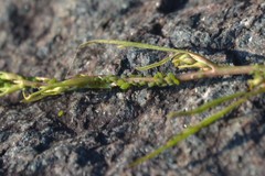 Cavariella aegopodii